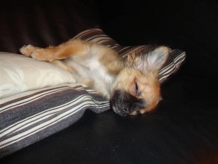 Chihuahua Amy billede 8