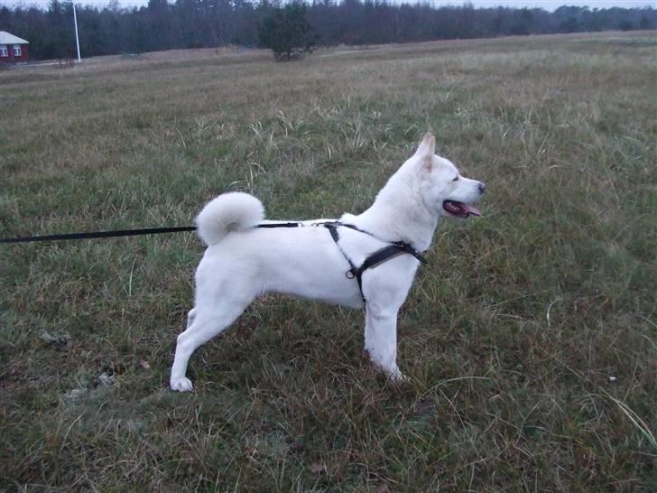 American Akita Ophelia´s best of my love - kigger lige hva Bølle laver billede 15