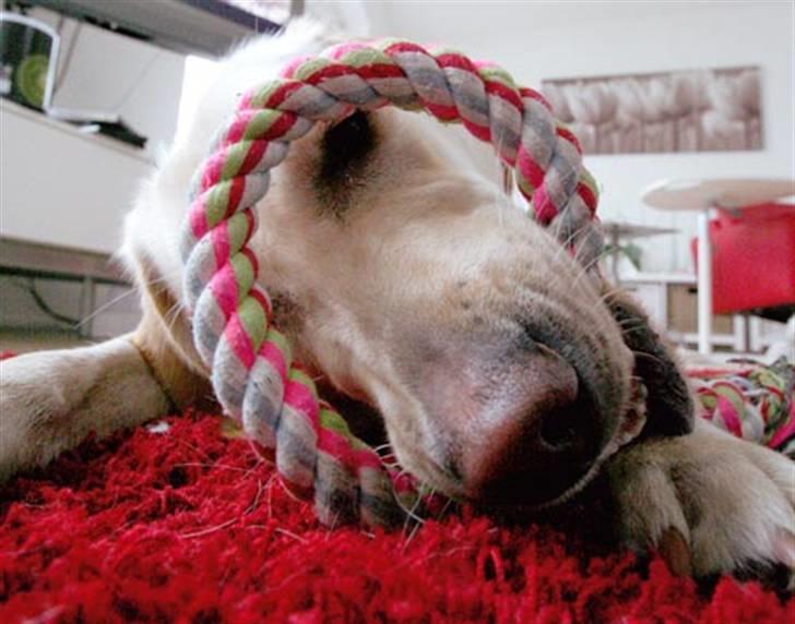 Labrador retriever Bailey - Bailey gnasker i reb billede 1