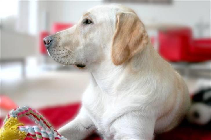 Labrador retriever Bailey - Kigger ud i haven billede 2