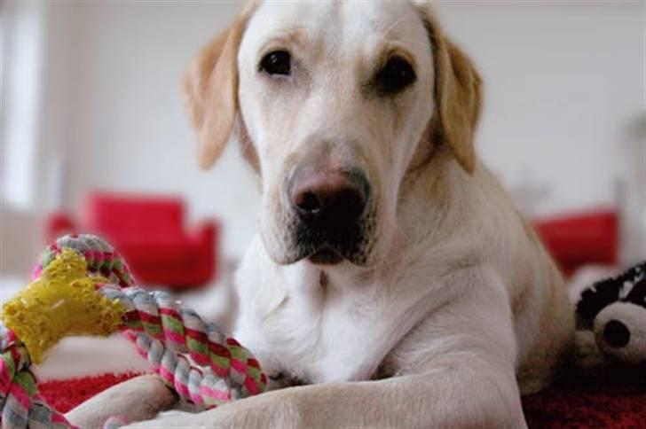 Labrador retriever Bailey - Er far ikke snart færdig med det pjat billede 3
