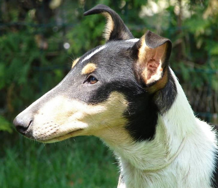 Collie korthåret Dollar billede 1