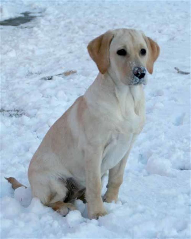 Labrador retriever Bailey - Jeg holder lige øje med om der kommer nogen ude på vejen billede 4