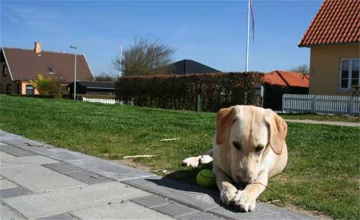 Labrador retriever Bailey - Ligger lige i solen og gnasker lidt billede 5