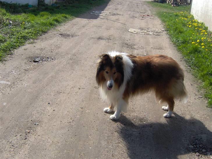 Collie langhåret Lassie billede 1