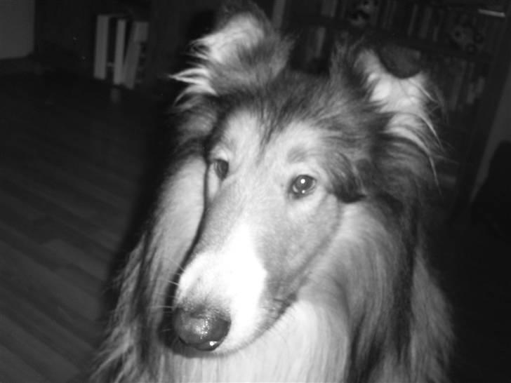 Collie langhåret Lassie billede 2