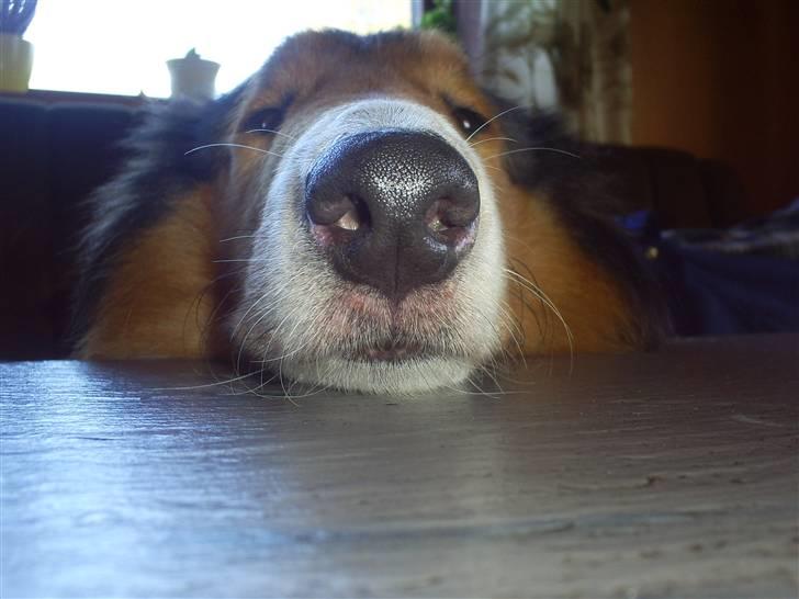 Collie langhåret Lassie billede 3