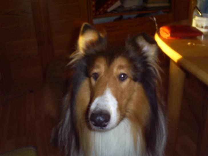 Collie langhåret Lassie billede 4