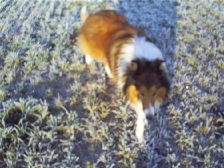 Collie langhåret Lassie billede 5