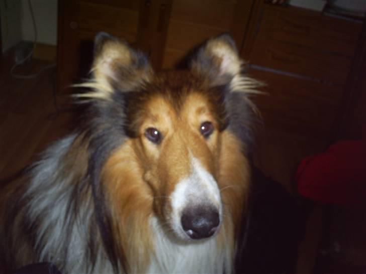Collie langhåret Lassie billede 6