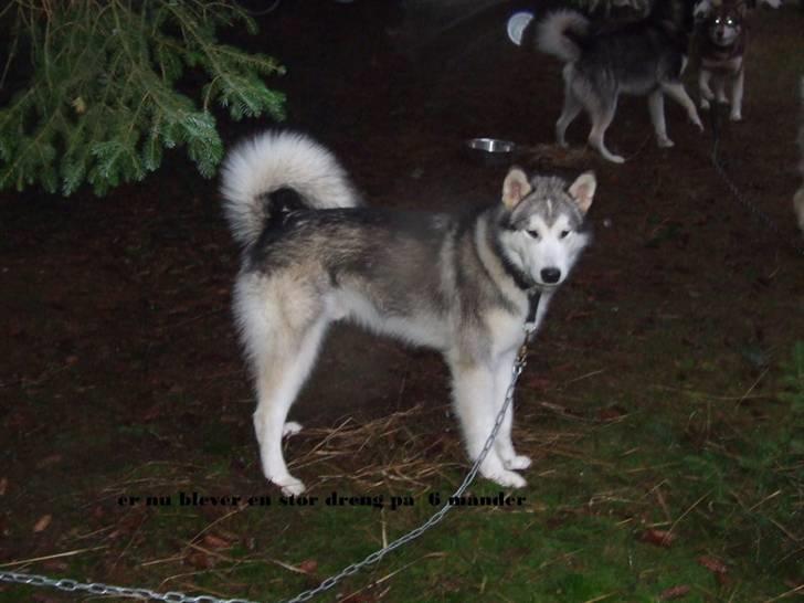 Alaskan malamute Wolf - til første løb for at lære, at så i stakeout billede 6