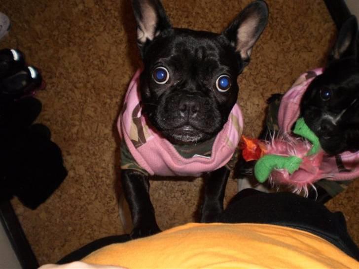 Fransk bulldog Victoria billede 12