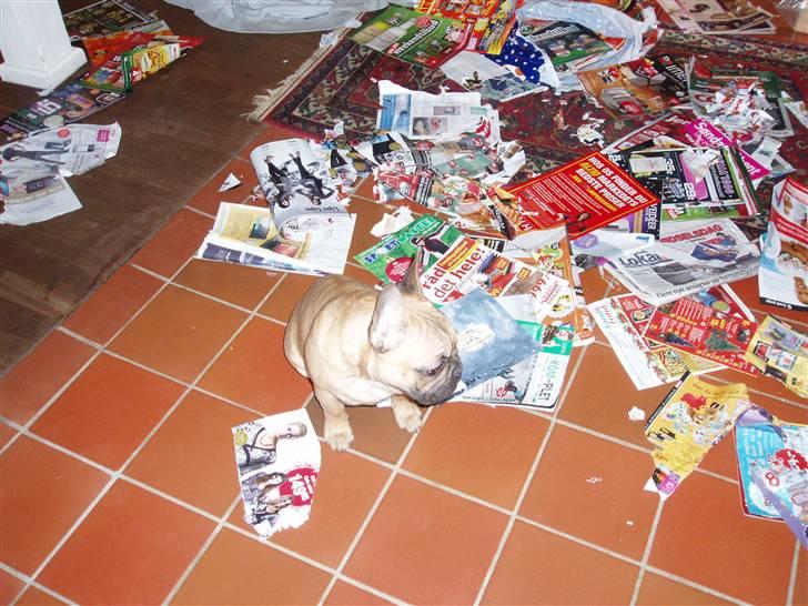 Fransk bulldog Balder - jeg har læst  reklamer,mens mor og far var på arbejde billede 14