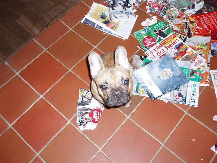 Fransk bulldog Balder - Hvad snakker du om ? jeg har ikke gjordt noget.... billede 15