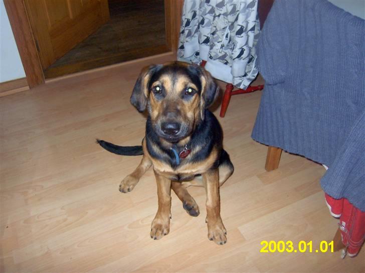 Blanding af racer molly billede 2