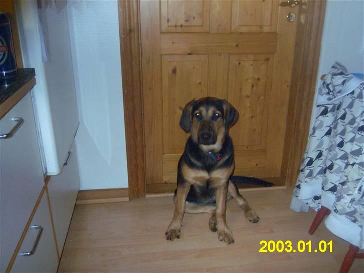 Blanding af racer molly billede 3