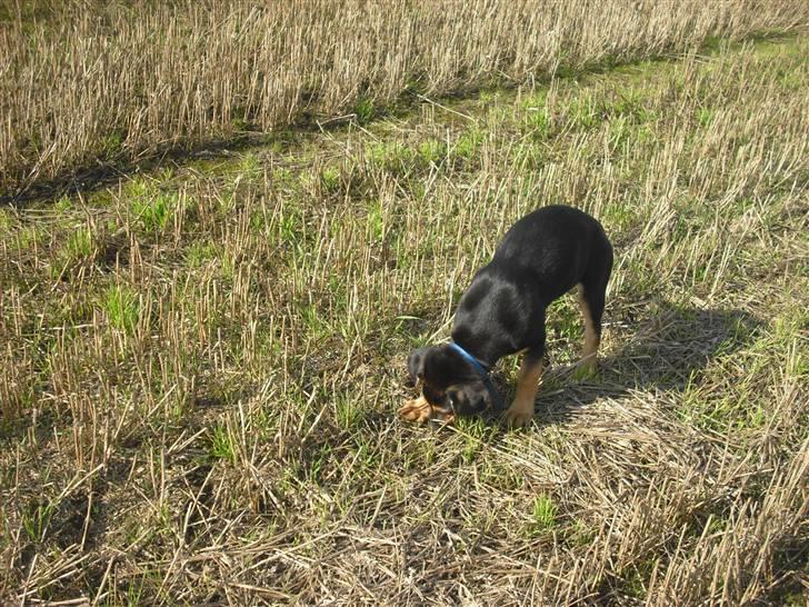 Blanding af racer molly billede 4