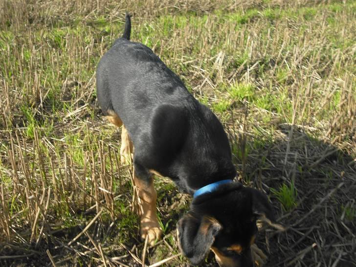 Blanding af racer molly billede 5