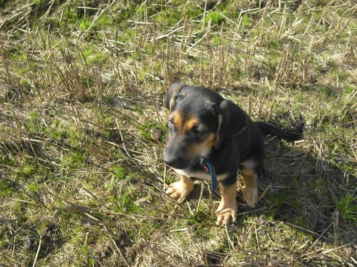 Blanding af racer molly billede 6