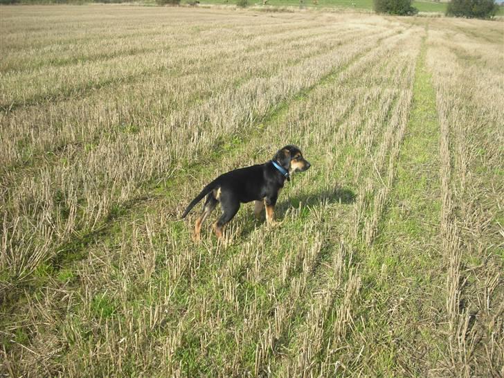 Blanding af racer molly billede 7