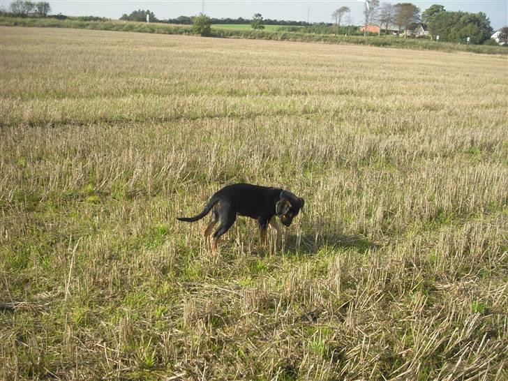 Blanding af racer molly billede 8