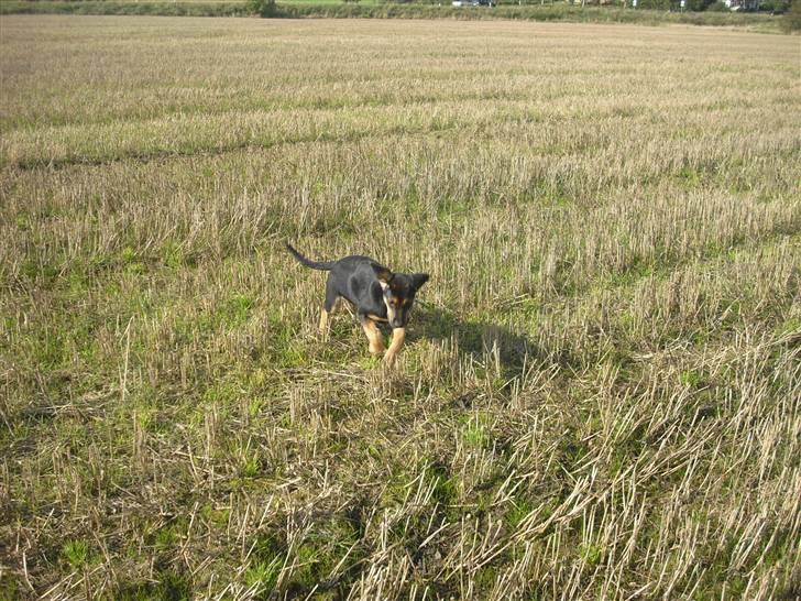 Blanding af racer molly billede 9