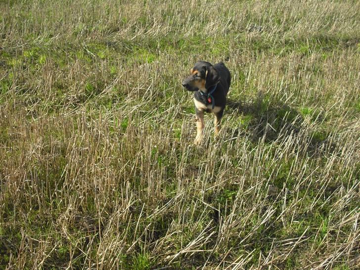 Blanding af racer molly billede 10