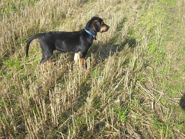 Blanding af racer molly billede 11