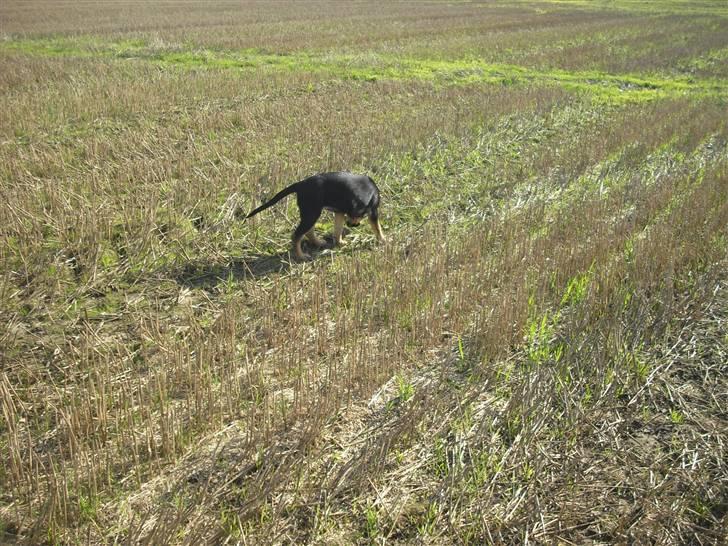 Blanding af racer molly billede 12