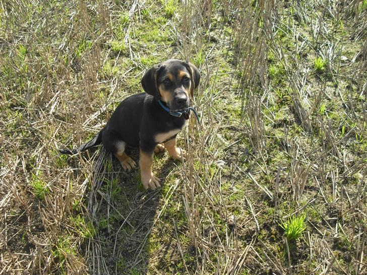 Blanding af racer molly billede 13