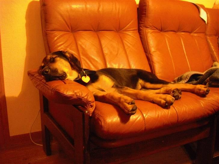 Blanding af racer molly billede 14