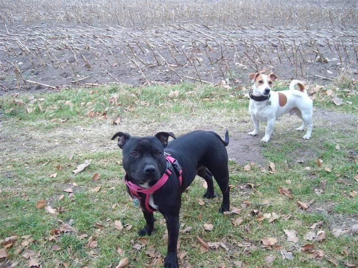 Staffordshire bull terrier Quila billede 13