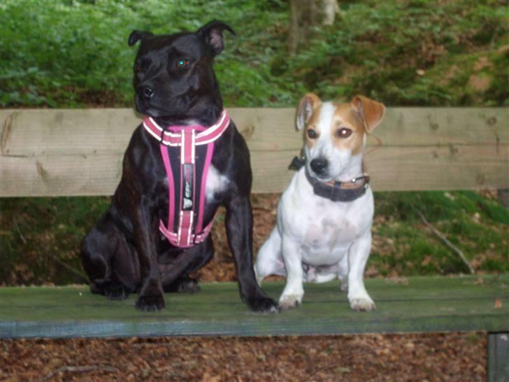 Staffordshire bull terrier Quila billede 14