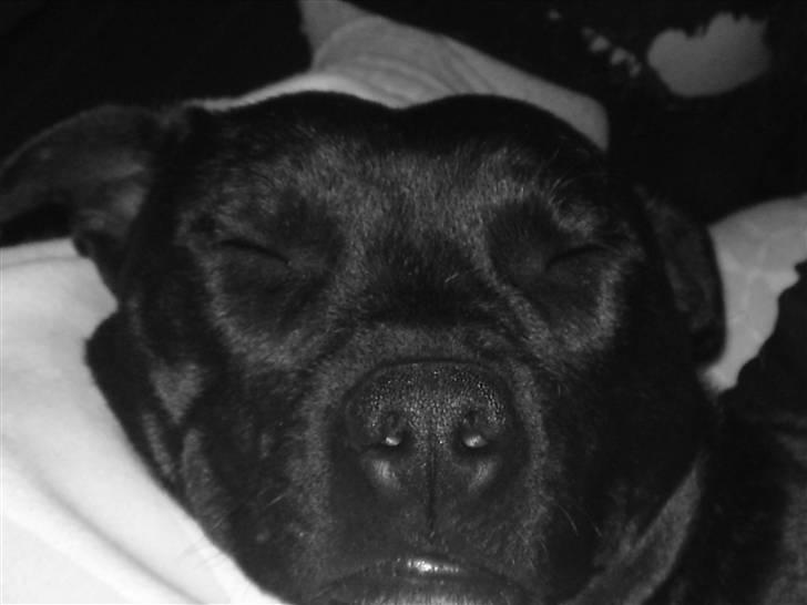 Staffordshire bull terrier Quila billede 15