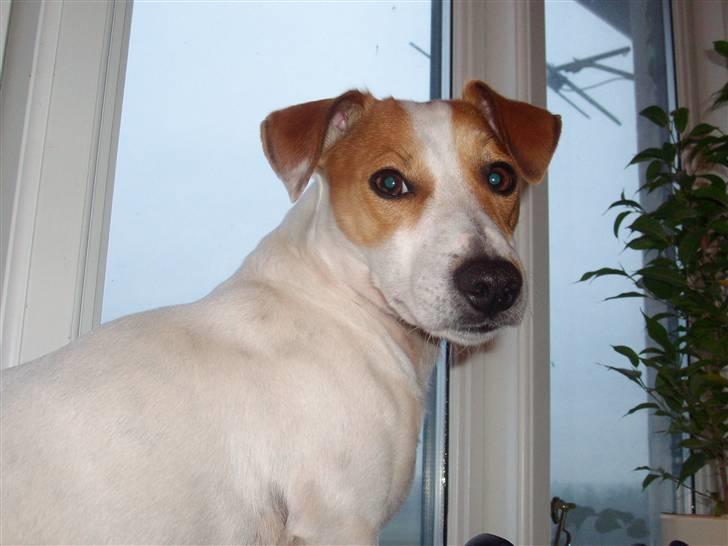 Jack russell terrier Cult billede 12