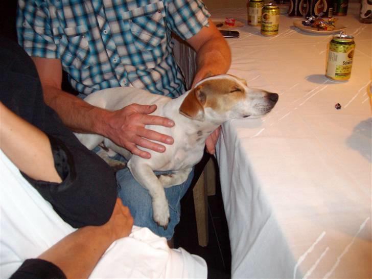 Jack russell terrier Cult billede 13