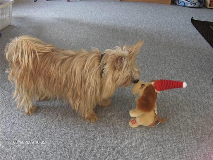 Blanding af racer Freddy - Hvad er det da for en? billede 4