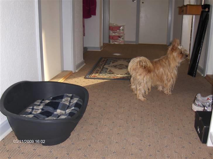 Blanding af racer Freddy - Hmm... Hvad sker der mon? billede 2