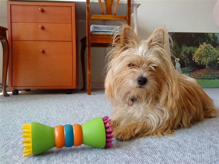 Blanding af racer Freddy - Freddy... Sommeren 2009 billede 20