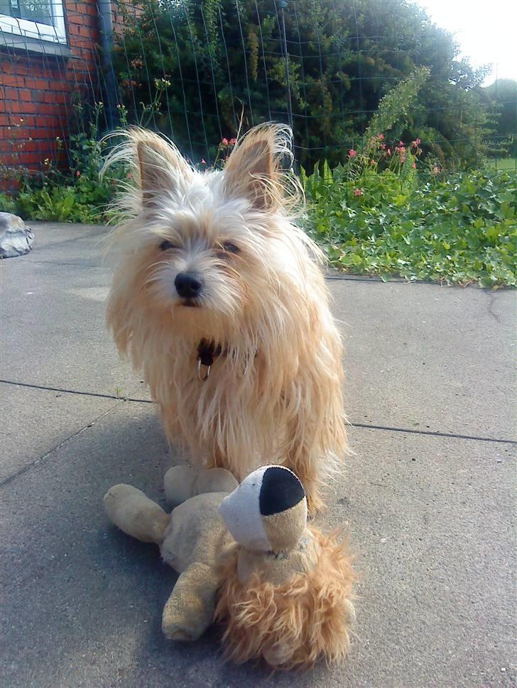 Blanding af racer Freddy - Freddy med sin Leo billede 1