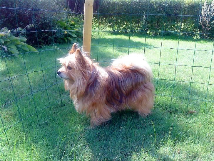 Blanding af racer Bamse - Bamse... Sommeren 2009 billede 20