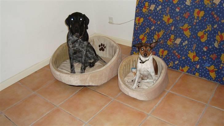 Blanding af racer Bella - Bølla og Lucky i deres adventsgaver.. Jul -´09 billede 10