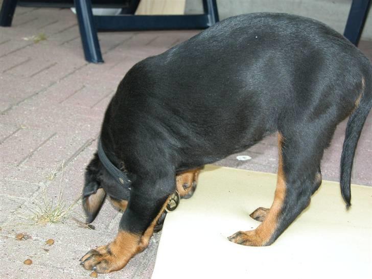 Rottweiler dakota billede 11