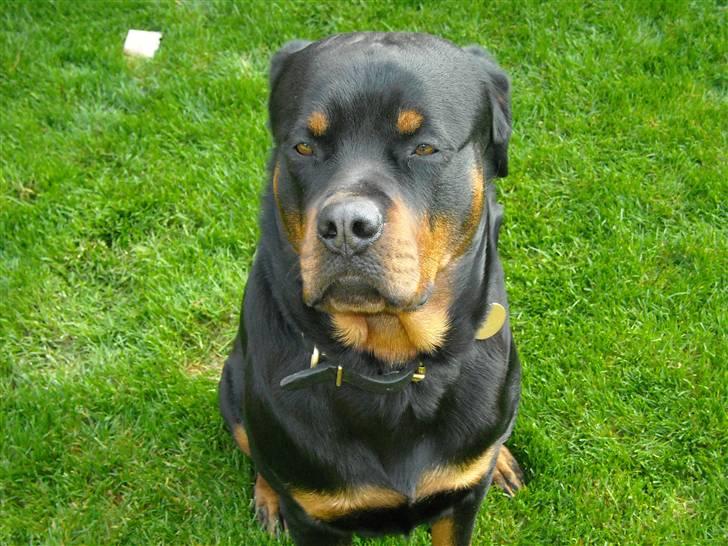 Rottweiler Felix billede 20