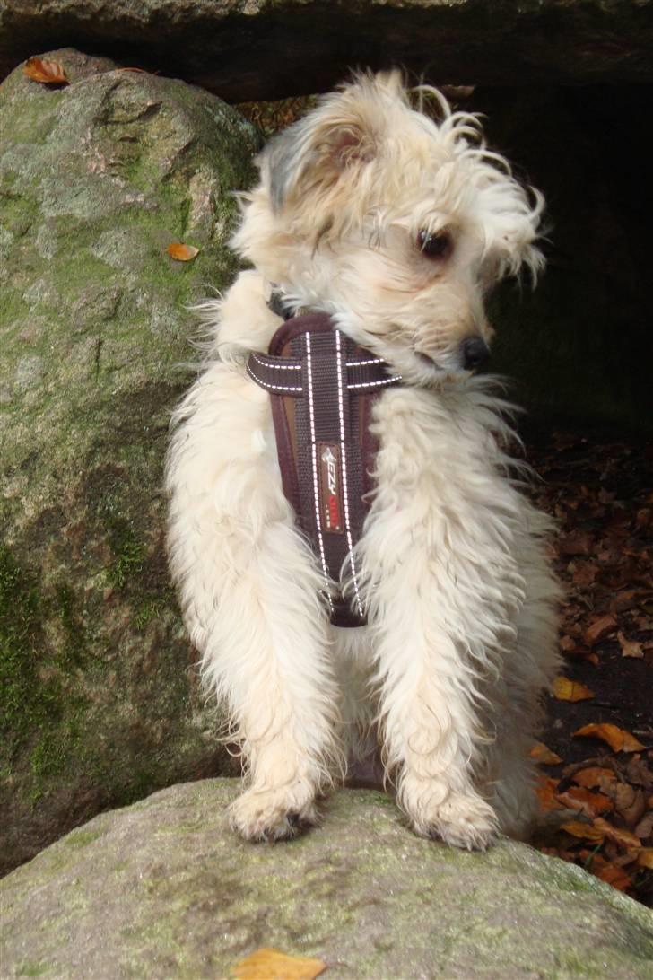 Chinese crested powder puff Bruno - mor´s dreng billede 20