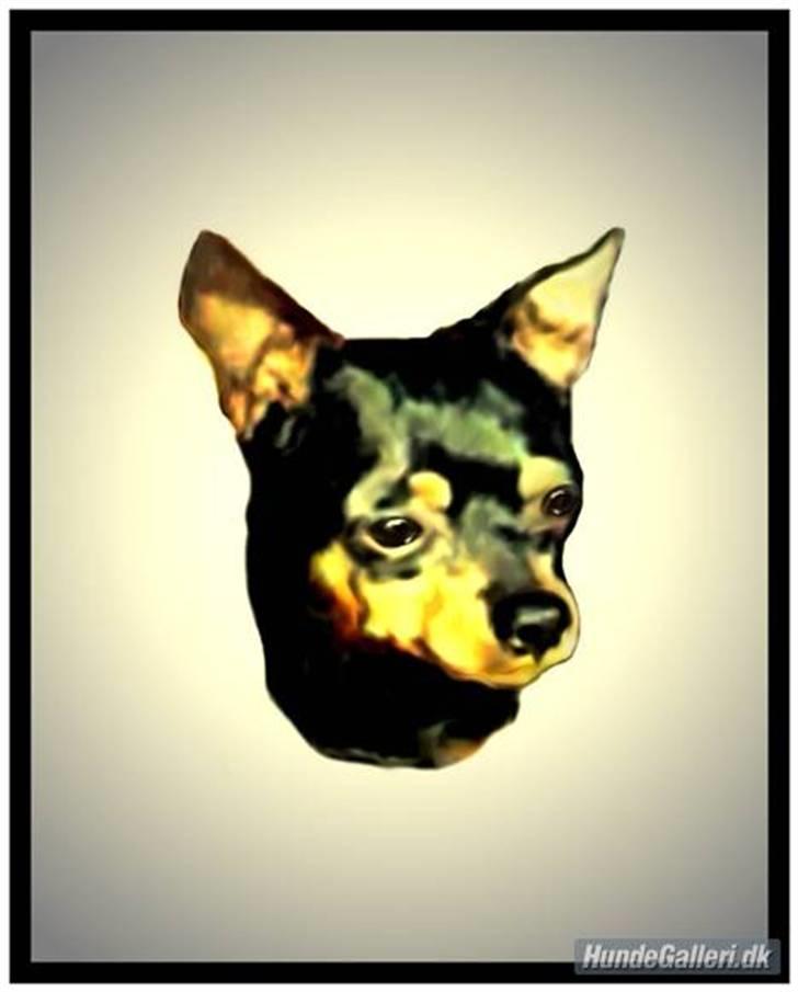 Dvaergpinscher pjevs  billede 12