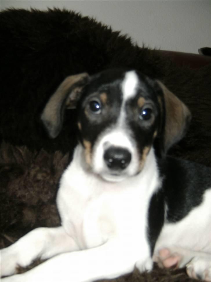 Dansk svensk gaardhund Bailey *SOLGT* billede 17