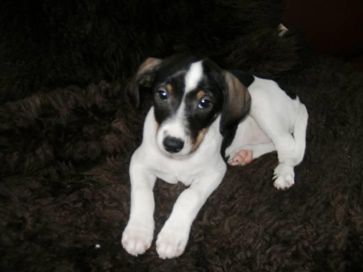 Dansk svensk gaardhund Bailey *SOLGT* billede 18