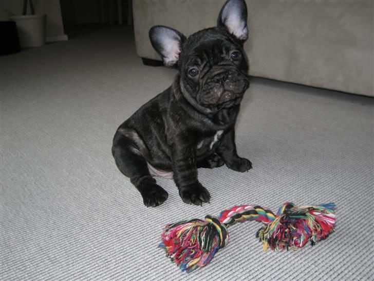 Fransk bulldog Carlos billede 10