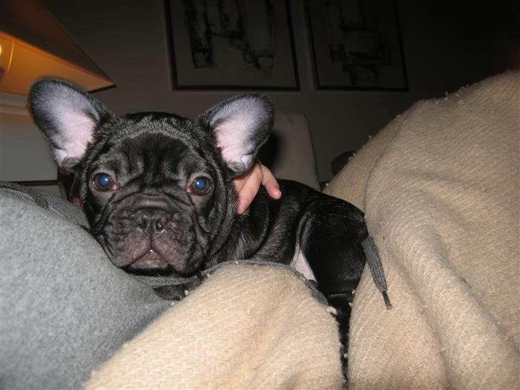 Fransk bulldog Carlos billede 11